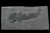 Devonian Lobed-Fin Fish (Osteolepis) pos/neg - Scotland #98051-2